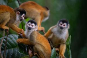 a group of monkeys sitting on a tree branch at Botanika Osa Peninsula, Curio Collection By Hilton in Puerto Jiménez