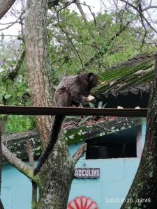 um macaco sentado em cima de uma árvore em Sítio Conquista Feliz em Nova Iguaçu