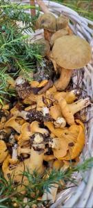 a basket filled with mushrooms and green grass at Agroturystyka Głuchowskie Specjały in Głuchów