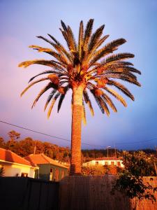 a palm tree in front of a house at Pino Redondo in Puntagorda