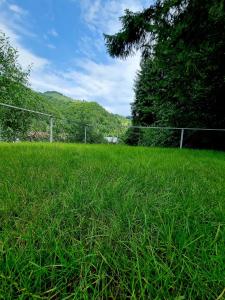 een veld van hoog groen gras met een hek bij Căbănuța Cocoțată in Rucăr