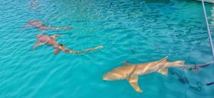 a group of people swimming in the water with sharks at Rashuthere Maldives in Rasdhoo