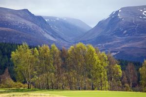 un grupo de árboles en un campo con montañas en el fondo en Silverglades Holiday Homes en Aviemore