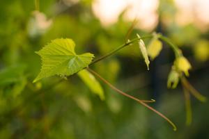 A garden outside Meditrine