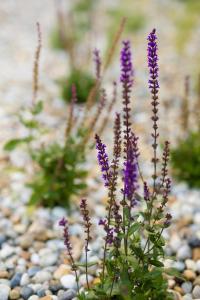 A garden outside Meditrine