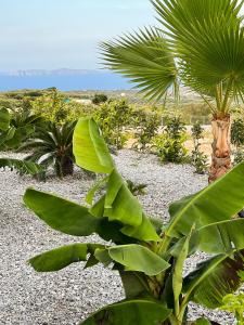 a group of palm trees in a gravel yard at Villa Tropicana, luxury villa with pool by Sternes Properties in Sitia