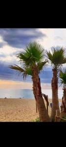 dos palmeras en una playa cerca del océano en Saint Cyprien Sud Méditerranée, en Saint-Cyprien