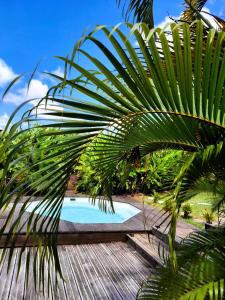 a palm tree next to a swimming pool at Les Gîtes de Bergette in Petit-Bourg