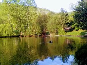 un pato nadando en un lago con árboles en la Frégière Chalets, en Clairvaux-dʼAveyron