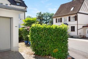 a large green hedge in front of a house at Bluehome Ferienwohnung in Bad Bellingen