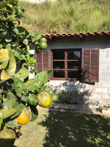 a window of a house with a bunch of fruit at Abrigo Cantareira in Mairiporã
