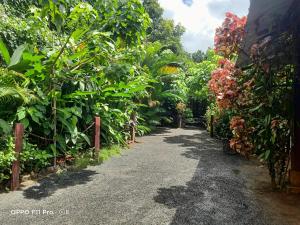 a path through a garden of plants and flowers at Tribal Village Homestay & Trekking in Banlung