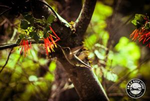 a bird perched on the branch of a red flower at River Lodge in Pucón