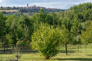 drzewo pośrodku pola z drzewami w obiekcie Agriturismo La valle w mieście Peccioli