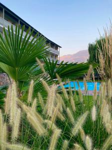 奧拉的住宿－Hotel Turmwirt，从一些植物后面看到游泳池