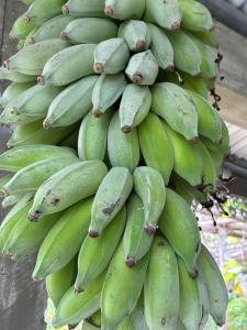 a bunch of green bananas hanging from a tree at Tropical suite Ocean view in Rodrigues Island
