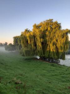 Un saule pleureur dans un champ à côté d'une rivière dans l'établissement Haus Am Damm, à Clèves