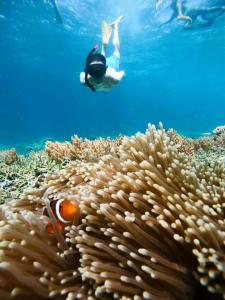 a person swimming over a coral reef with a fish at Gili Mesari Cottages & Homestay in Gili Trawangan
