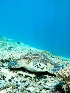a green and white turtle laying on the reef at Gili Mesari Cottages & Homestay in Gili Trawangan
