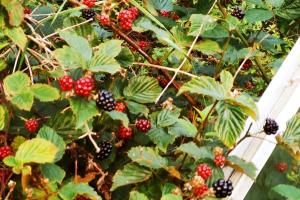 a bunch of blackberries on a bush with green leaves at Simple life in Gothenburg