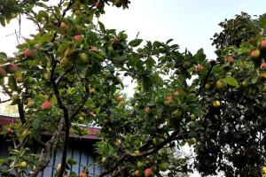 an apple tree with lots of apples on it at Simple life in Gothenburg