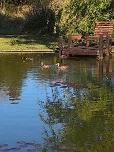two ducks swimming in a pond next to a bench at Las Rosas in Mar Azul