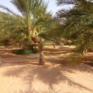 a group of palm trees on a sandy beach at L'Oasis in Ksar Ghilane