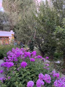 un montón de flores púrpuras en un jardín en Napishu Summer Home, en Leh