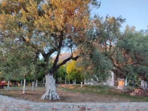 a large tree in a park next to a wall at Gjosasi House in Lukovë
