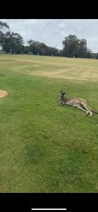 a animal laying on the grass in a field at Anglesea Rivergums in Anglesea