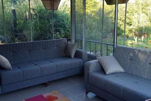 dos sofás azules sentados en una habitación con ventanas en yeşillikler içinde bağ evi, 