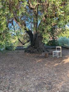 una sedia bianca seduta sotto un grande albero di Casa Olea a Sorso