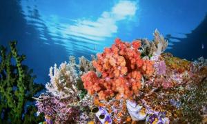 um recife de coral no oceano com água ao fundo em Penginapan Kofiyau em Sorong