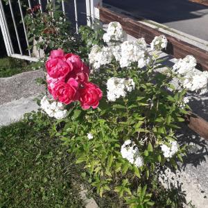 Giardino di Guesthouse Andrea A