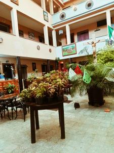 une chambre avec des plantes en pot sur une table dans un bâtiment dans l'établissement Hotel Casa del Artillero, à Pátzcuaro