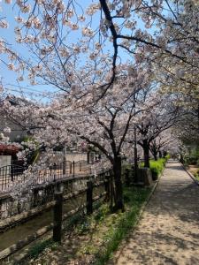 a row ofakura trees in a park with a sidewalk at 2F SAKURA RIVER HOUSE, yao 桜と川の家 2F in Yaochō