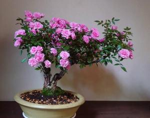 una planta con flores rosas en una olla en 眺めのいい一軒家 en Tokio