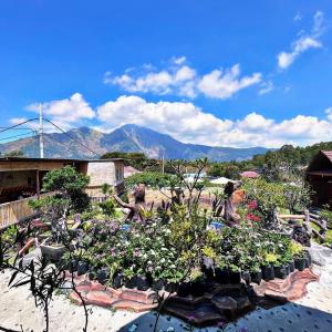 a garden with plants and flowers in a yard at Manik Tirta Cabin's in Kintamani