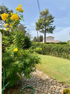 a garden with a bush with yellow flowers at Villa Zen in Albufeira