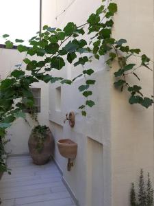 una pianta accanto a un muro con un water sopra di Casa Maergilù a Pescara