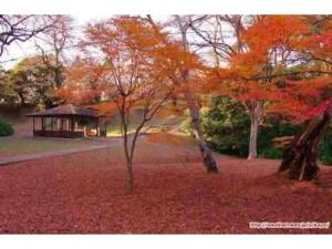 un grupo de árboles con hojas rojas delante de una casa en Guest House SAKURA - Vacation STAY 57751v, en Sakura