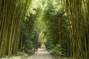 un camino a través de un bosque de bambú con gente caminando por él en Gîte Le Montmoirac, en Saint-Christol-lès-Alès