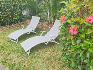 圖德歐多斯的住宿－Casa Frangipani Mauritius，两把白色躺椅坐在灌木丛旁边,上面有粉红色的花朵