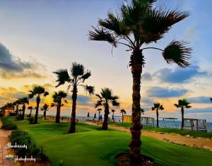 eine Gruppe von Palmen auf einem Golfplatz in der Nähe des Ozeans in der Unterkunft بورتو سعيد Portosaid in Port Said