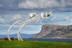 un grupo de aves volando sobre un campo de hierba en Seafront Sanctuary Ballycastle, en Ballycastle
