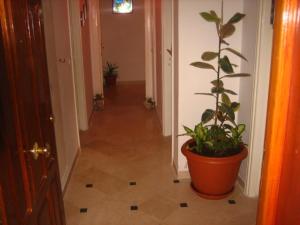 a hallway with a plant in a large pot at Ahlem palmeraies résidence in La Marsa