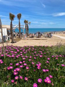 a field of pink flowers on the beach at Spacious apartment La Mata pool&beach in Torrevieja