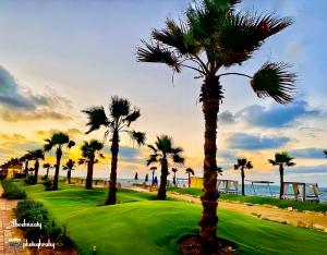 um grupo de palmeiras num campo de golfe perto do oceano em بورتو سعيد غرفه وصاله ارضى em `Ezbet Shalabi el-Rûdi