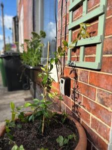 里茲的住宿－Leeds Cosy House，砖墙旁的盆里的一个植物