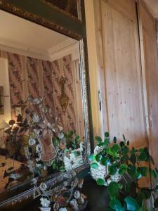 un espejo con un montón de plantas en una habitación en Rose's room en Saint-Léonard